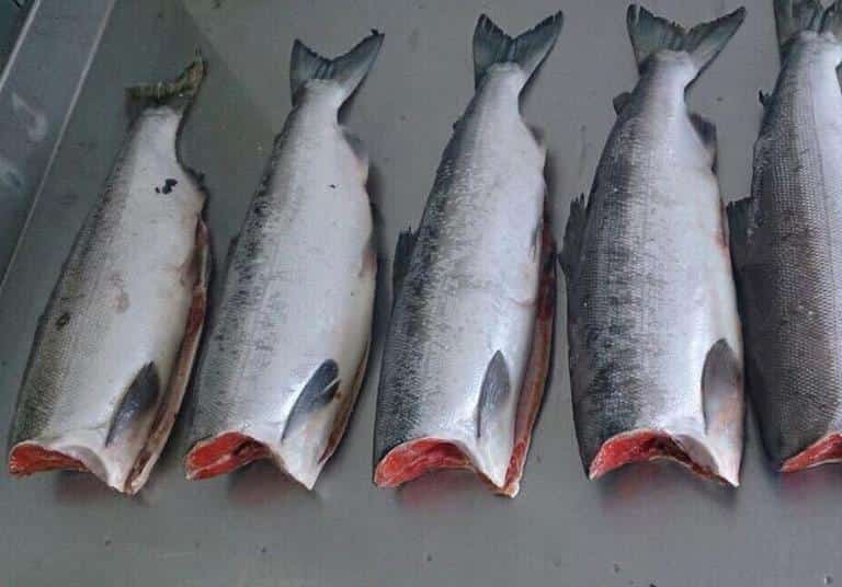 Кижуч что за рыба, как готовить, много ли костей, рецепты