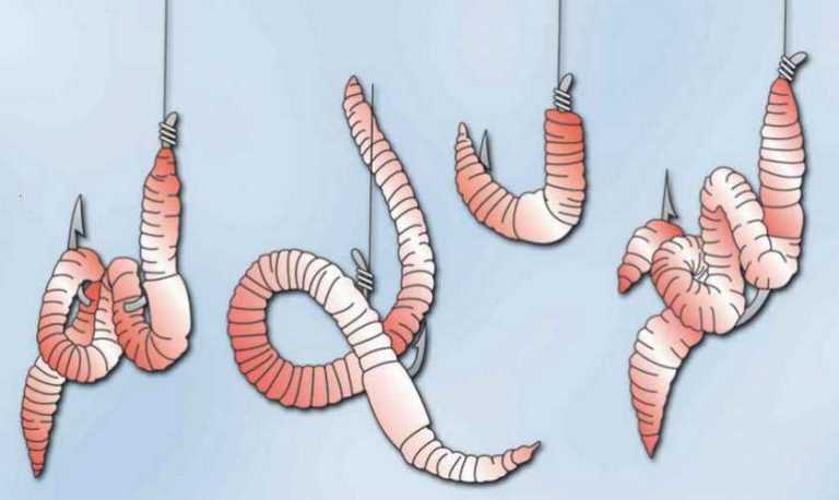 Как правильно насадить червя на крючок – на сома, карпа, удочку