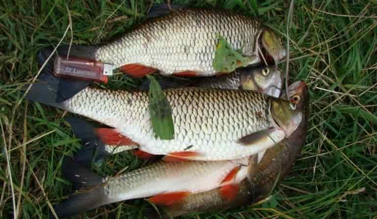 Прогноз клева в Саратовской области сегодня, завтра, Петровск, Новозахаркино