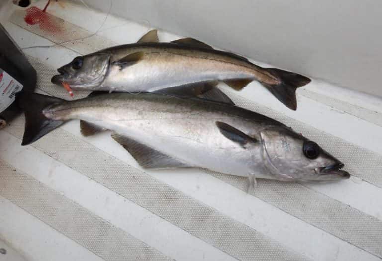 Что за рыба сайда – как готовить, рецепты, отзывы, фото, цена