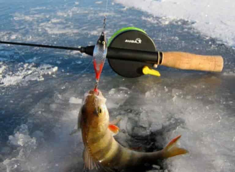 Подробный прогноз клева всех видов рыб на сегодня, завтра, 3 дня и 10 дней