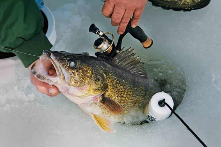 Прогноз клева судака на неделю, сегодня, завтра, областях