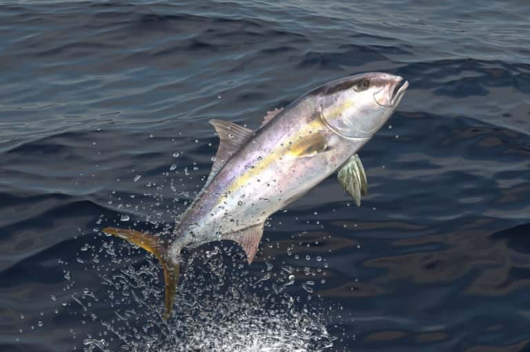 Что за рыба лакедра – как готовить, рецепты, отзывы, фото желтохвоста