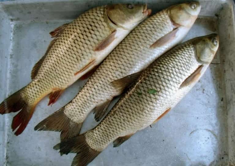 Белый амур что за рыба, фото, где водится, костлявая, польза