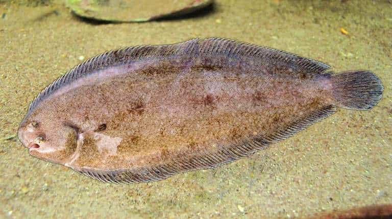 Что за рыба морской язык – рецепты, польза и вред, описание