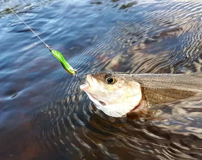 Новые правила рыболовства, Азовского, Волжского, Черноморского, Каспийского бассейна.
