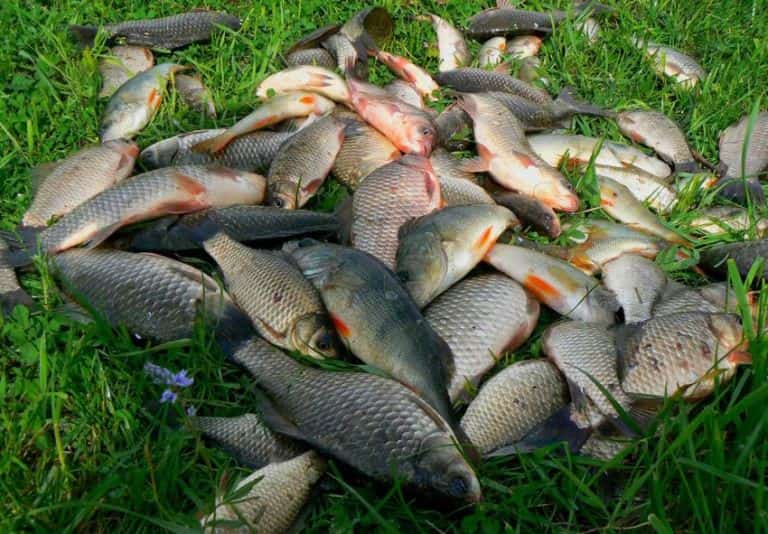 Прогноз клева рыбы в Пинске на сегодня, завтра и неделю