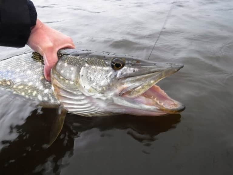 Запрет на ловлю щуки - с какого числа в областях и регионах