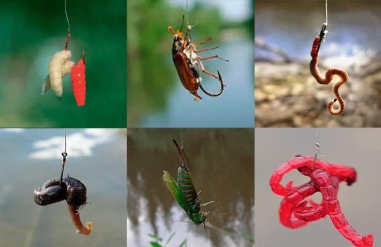 На что ловить маленького окуня, приманки и снасти