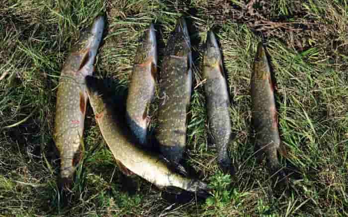 Прогноз клева в Тамбовской области и календарь клева