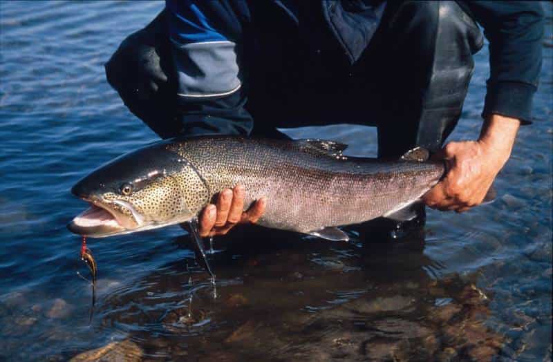 Прогноз клева в Красноярске и Красноярском крае на 5 дней, неделю