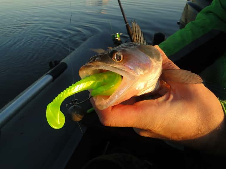 Прогноз клева рыбы на Волге в Саратове, Кимрах, Твери, Дубне