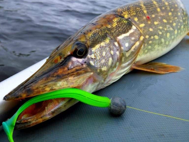 В какое время суток лучше ловить щуку на спиннинг осенью