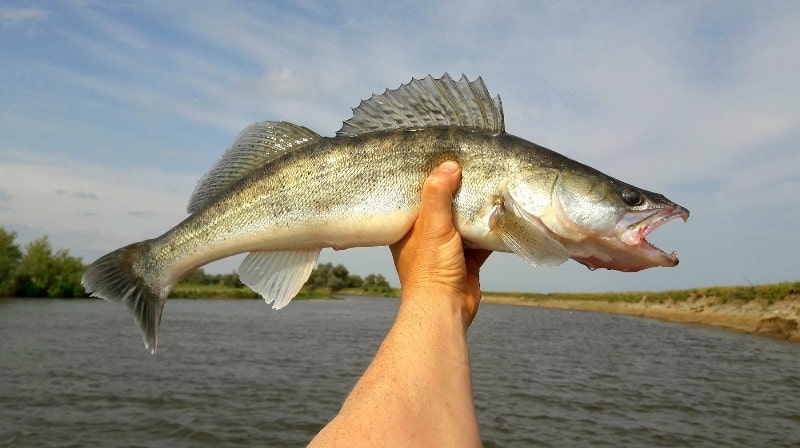 Прогноз клева в Ставропольском крае на Ставрополье на неделю