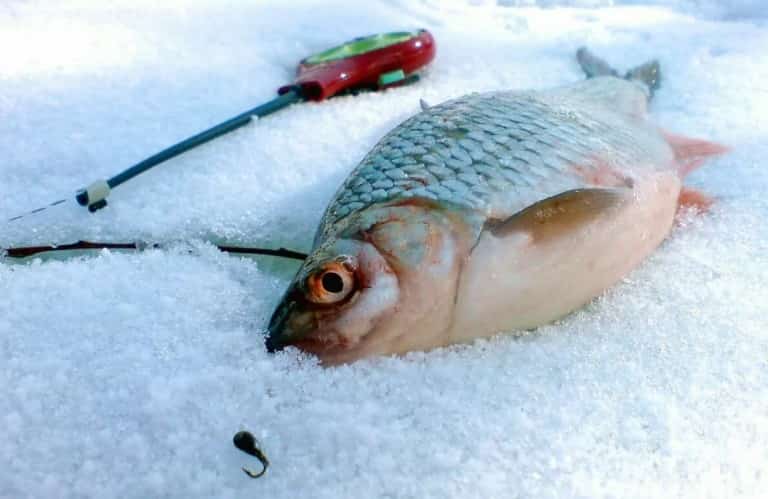 Прогноз клева в Саратовской области сегодня, завтра, Петровск, Новозахаркино
