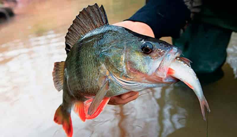 Клюет ли ночью окунь на спиннинг – снасти для ловли и приманка