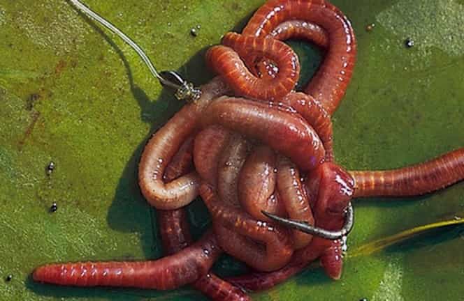Как правильно насадить червя на крючок – на сома, карпа, удочку