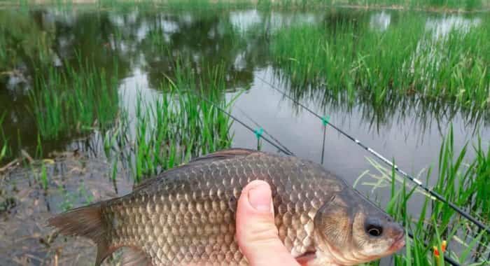 Точный прогноз клева карася в Подмосковье, Кемерово, Уфе, Москве