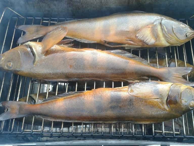 Терпуг что за рыба - как готовить, среда обитания, отзывы, польза