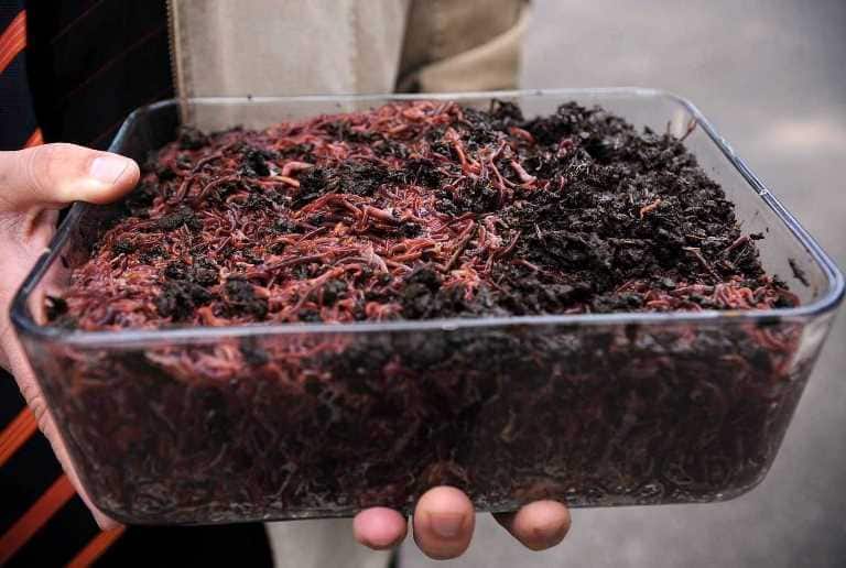 Как сохранить червей для рыбалки в домашних условиях подольше