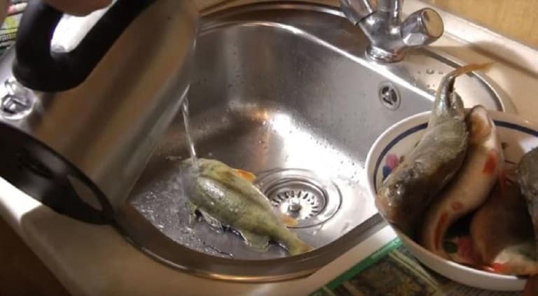 Как быстро почистить окуня от чешуи в домашних условиях