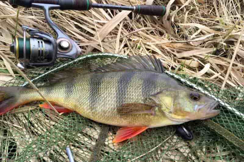 Прогноз клева в Ставропольском крае на Ставрополье на неделю