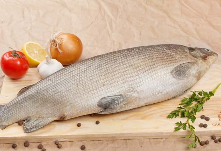 Белорыбица что за рыба, фото, рецепты, описание, польза