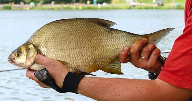Ловля леща на течении снасти с берега и лодки