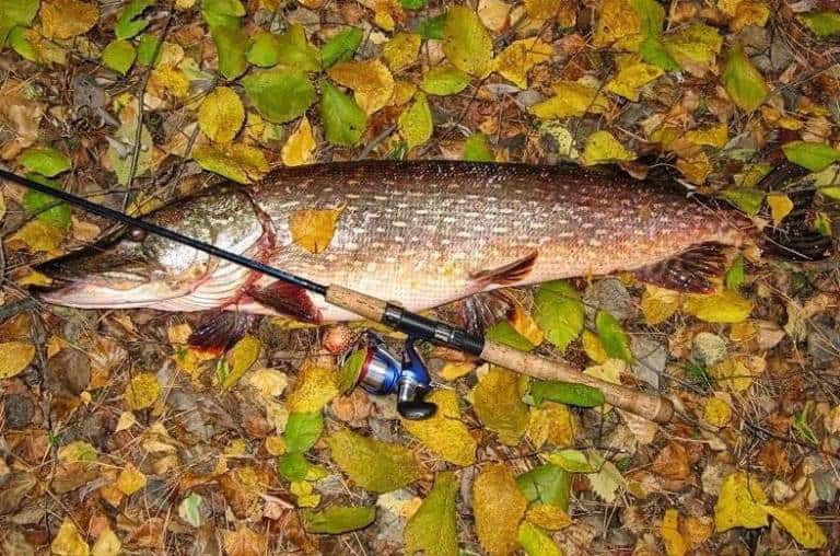 В какое время суток лучше ловить щуку на спиннинг осенью