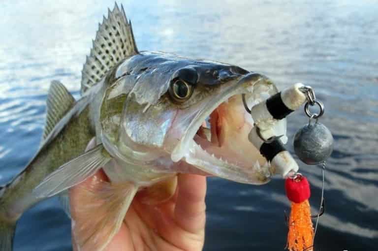 Прогноз клева судака на неделю, сегодня, завтра, областях