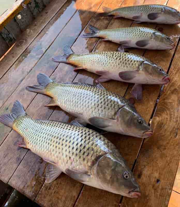 Прогноз клева рыбы на Волге в Саратове, Кимрах, Твери, Дубне