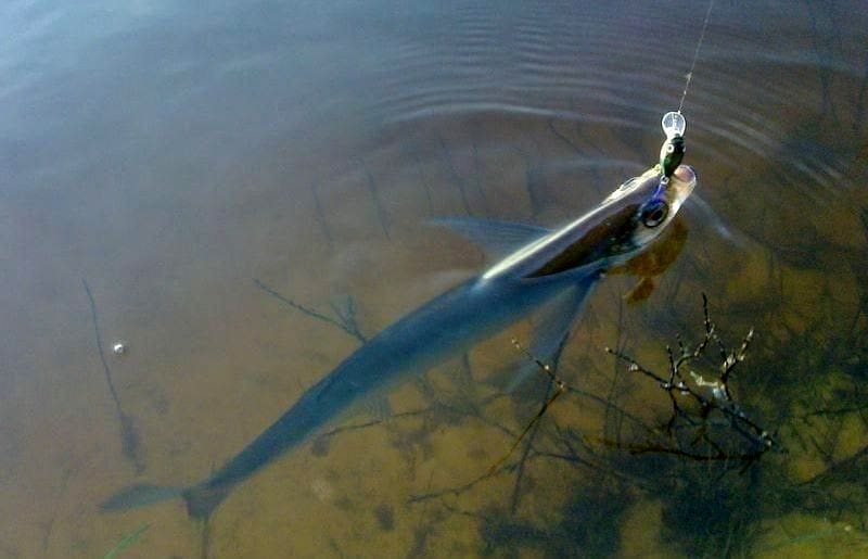 Ловля чехони весной: снасти, наживка, прикормка