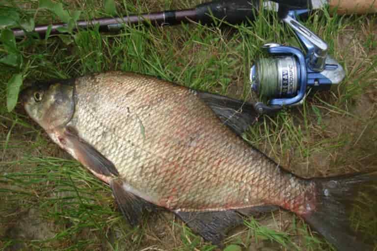 Прогноз клева рыбы в Нижегородской области и Нижнем Новгороде