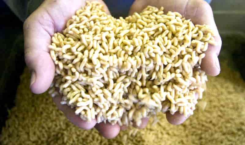 Клюет ли ночью окунь на спиннинг – снасти для ловли и приманка