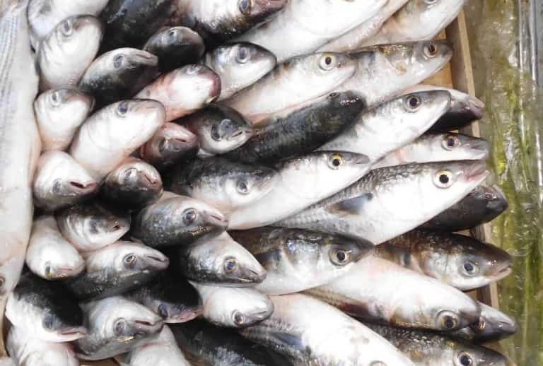 Кефаль что за рыба, как готовить, много ли костей, рецепты