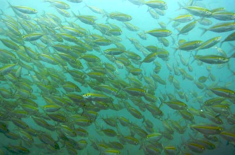 Что за рыба желтый полосатик, где водится, фото, как выглядит