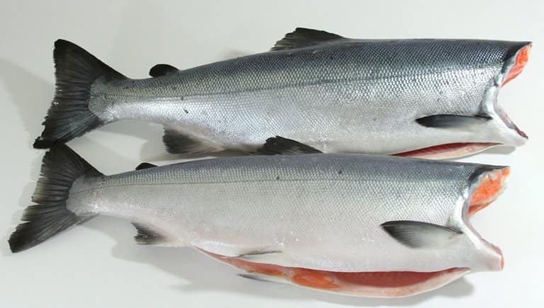 Кижуч что за рыба, как готовить, много ли костей, рецепты