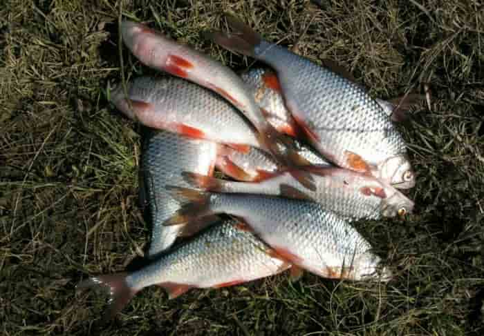 Прогноз клева рыбы в Оренбургской области на сегодня, завтра, неделю