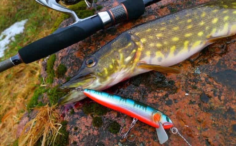 Воблеры для троллинга на судака и щуку - рейтинг уловистых