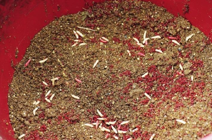 фидерная прикормка на карпа для весны