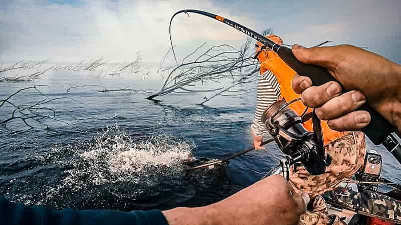 Narval Argument (Нарвал Аргумент) отзывы, цена, обзор, где купить