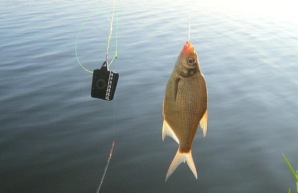 Лещ пойманный на фидер