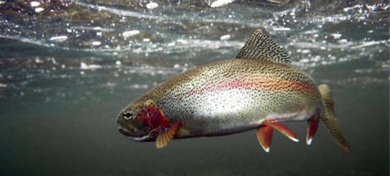 Форель под водой