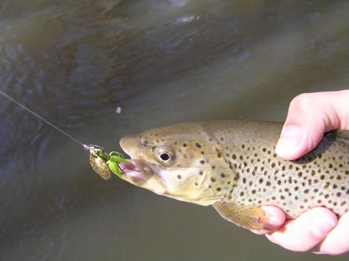 форель пойманная на блесну