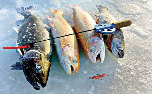 Форель - где, как, и на что ловить (видео)