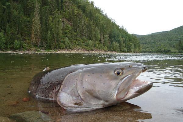 Форель пойманная в Карелии