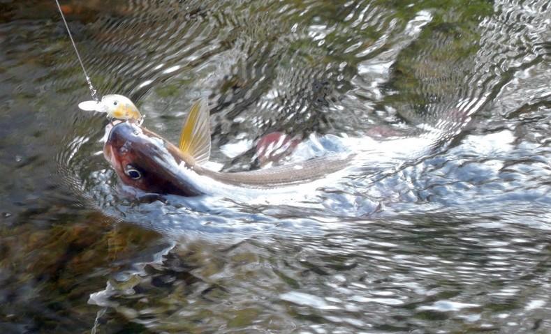Хариус пойманный на воблер