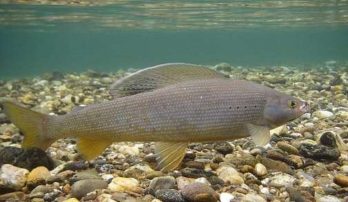Хариус под водой фото