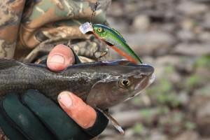 Ловля хариуса