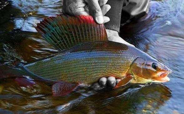 Пойманный хариус фото